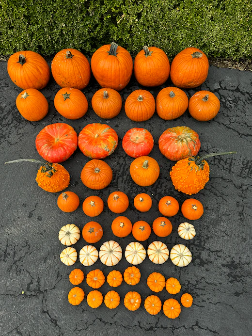 Package #2: Gourd-geous Touches - Image 4