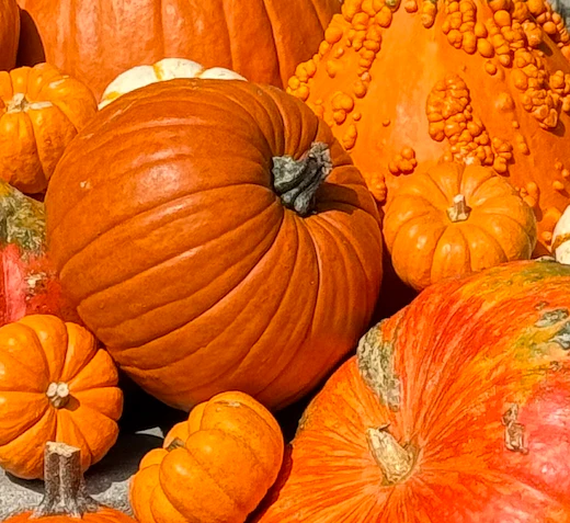 Package #2: Gourd-geous Touches - Image 7