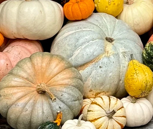 Package #2: Gourd-geous Touches - Image 8